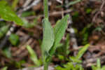 Common Leopardbane